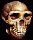 Homo erectus Skull