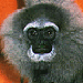 Gibbon