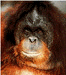 Orangutan