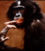 Pigmy Chimpanzee