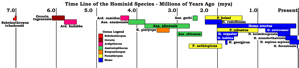 australopithecus sediba timeline
