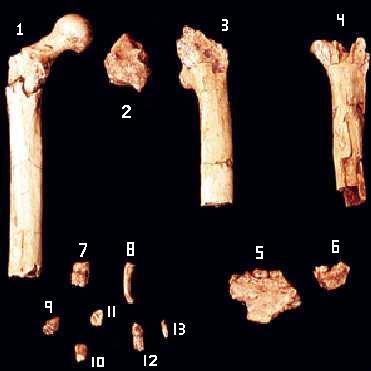 Bones of Orrorin tugenensis