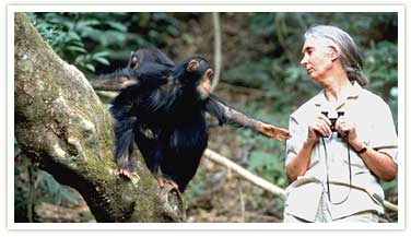 jane goodall chimpanzee sanctuary tanzania